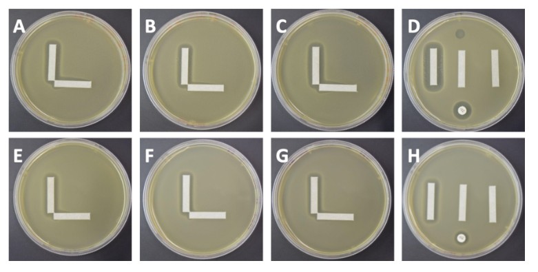 ASMicrobiology's tweet image. Phages sometimes work cooperatively with antibiotics to eliminate antibiotic-resistant bacteria. In @JournalSpectrum, researchers describe a simple solid media assay to detect synergy between phages and antibiotics. asm.social/1MN