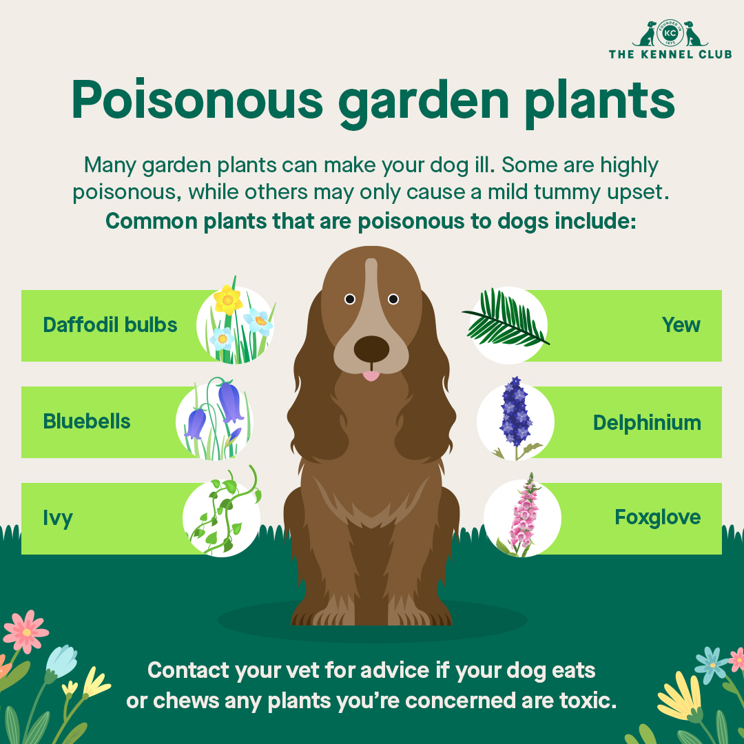 Daffodils, bluebells and crocuses all bring a welcome splash of spring colour to a garden, but they can be poisonous to dogs. Find out more about the dangers of spring flowers and other garden plants at thekennelclub.org.uk/poisonousplants