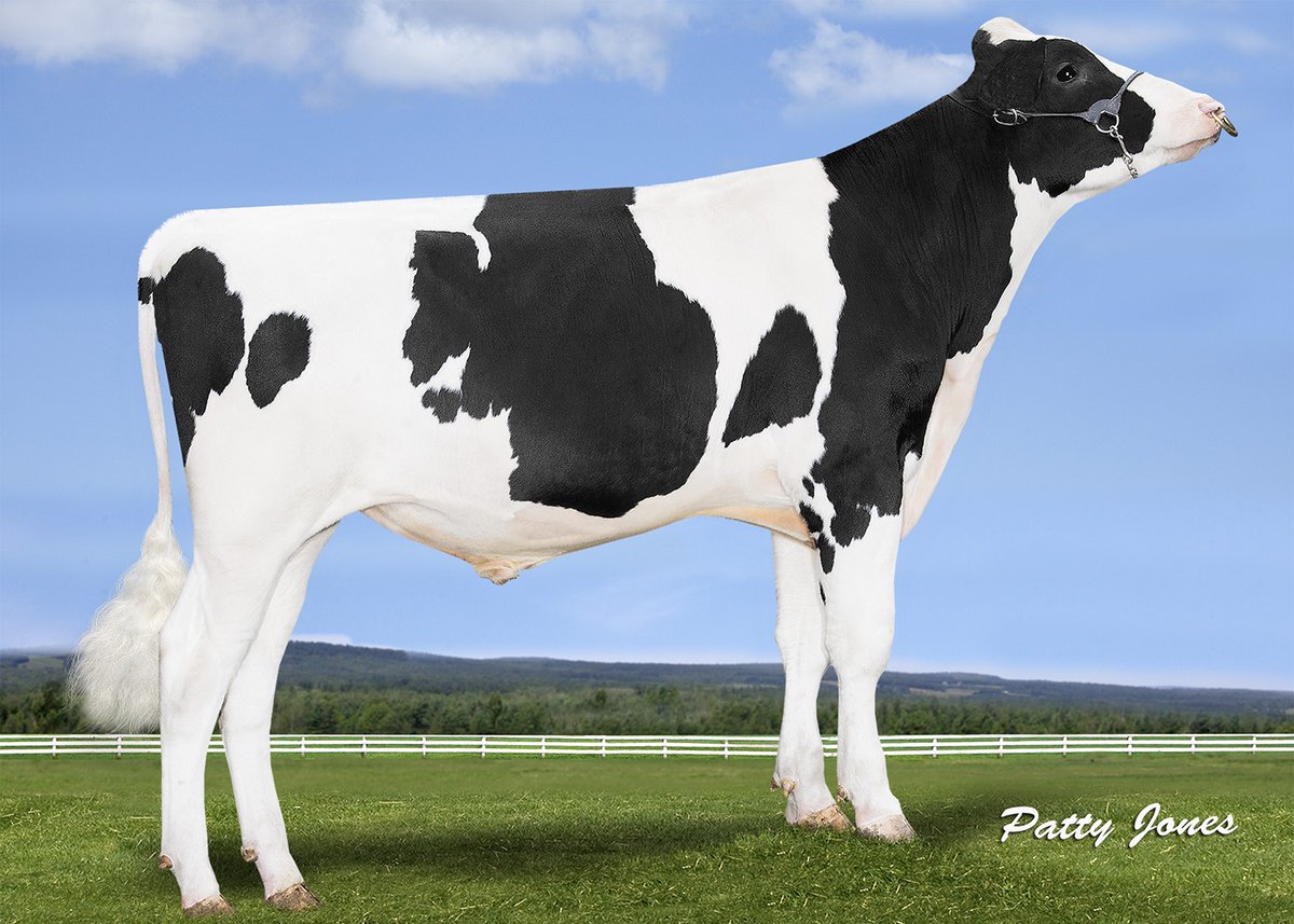 Bull proof day roundup ⬇ Young genomic Holsteins: ow.ly/3NFO50R6m4m Block calvers: ow.ly/1Yib50R6m4f Proven Holstein: ow.ly/6ZzK50R6m4c Ayrshire, Jersey, Friesian & other breeds: ow.ly/9ESm50R6m4e