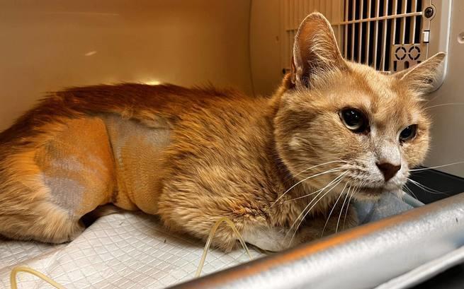 Czy uda się pomóc Najli? 💔

Kocia staruszka zbiera na pokrycie kosztów zabiegu i dalsze leczenie... ale w jej skarbonce nadal brakuje 1274 zł 😿

Tutaj naprawdę każda 1 zł i podaj dalej przybliża nasz do celu ‼️

Pomożesz? 🙏🙏🙏
ratujemyzwierzaki.pl/najlaa-felineus