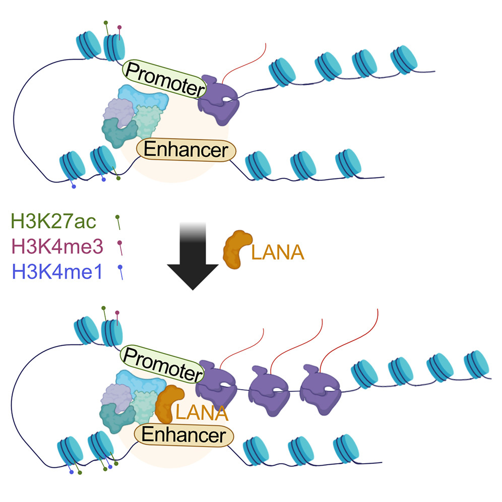Recent work from the @jkarijolich Lab reveals a mechanism in enhancer-gene coordination and describe a role through which the main KSHV tethering protein regulates essential gene expression in primary effusion lymphoma. Learn more in @CellReports loom.ly/SDlJk8A