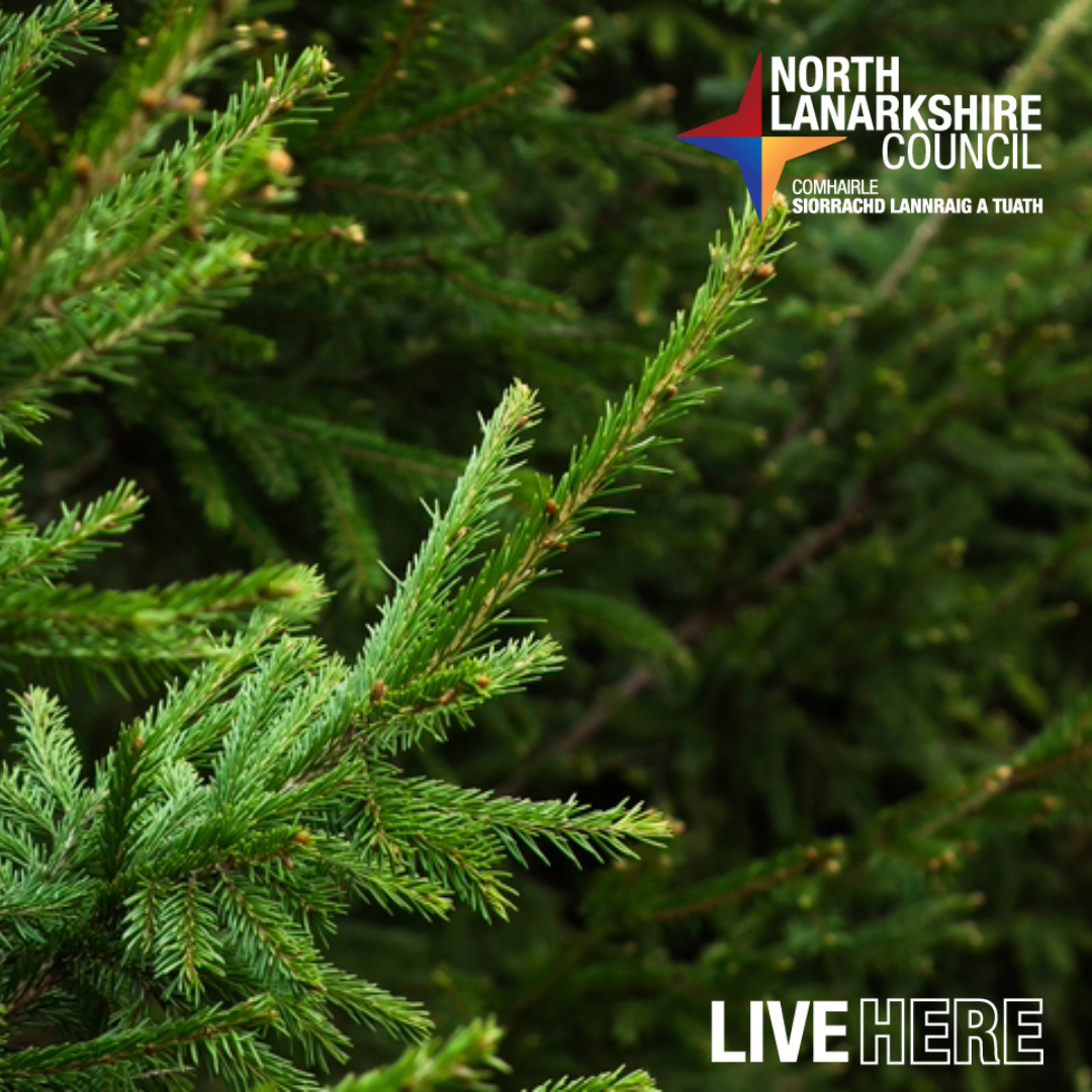 Towns and communities across North Lanarkshire are set to benefit from ‘Living Christmas Trees’ after councillors approved proposals for the scheme. Read more: ow.ly/ZR8q50R6sQE