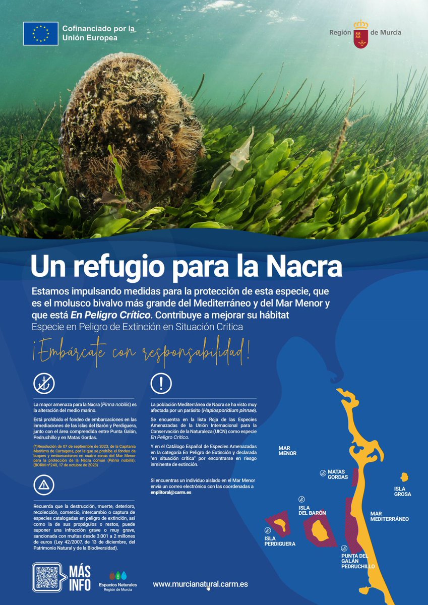 '¡Cuidamos la nacra!', la campaña que @regiondemurcia ha puesto en marcha con el objetivo de sensibilizar sobre la importancia de preservar la Pinna nobilis, la especie endémica del Mar Mediterráneo en peligro de extinción. ➡️ bitly.ws/3hbW5