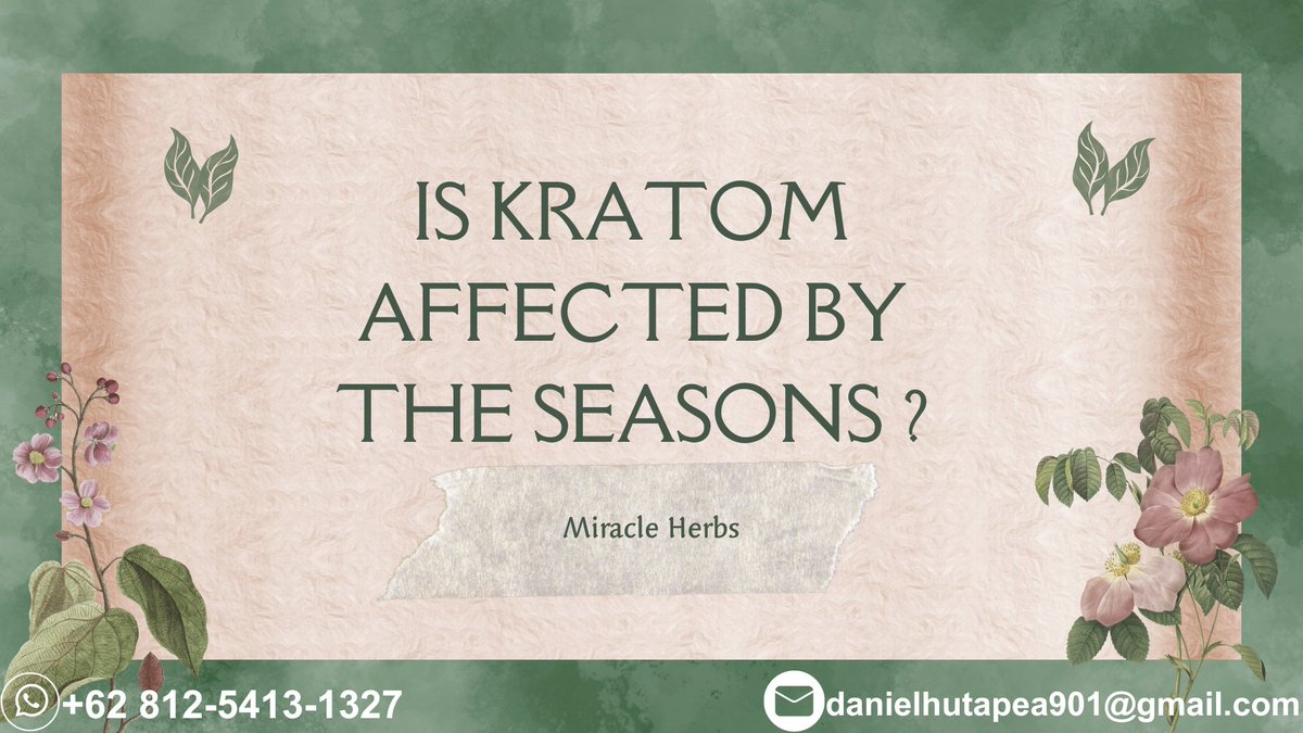 Did you know? The moment when kratom is harvested and the maturity of the leaves have an impact on its properties and effects. Different maturity may lead to different kratom varieties.
#MiracleHERBS #Dakota #Nebraska #Nevada #NewHampshire #NewJersey #NewMexico #NewYork #Ohio