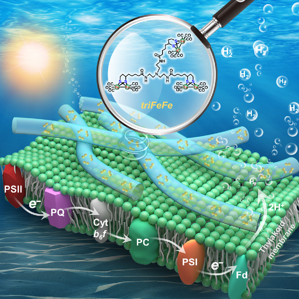 Self-Assembled Protein Hybrid Nanofibrils for Photosynthetic Hydrogen Evolution chinesechemsoc.org/doi/10.31635/c… #chemistry #openaccess #science #chemtwitter