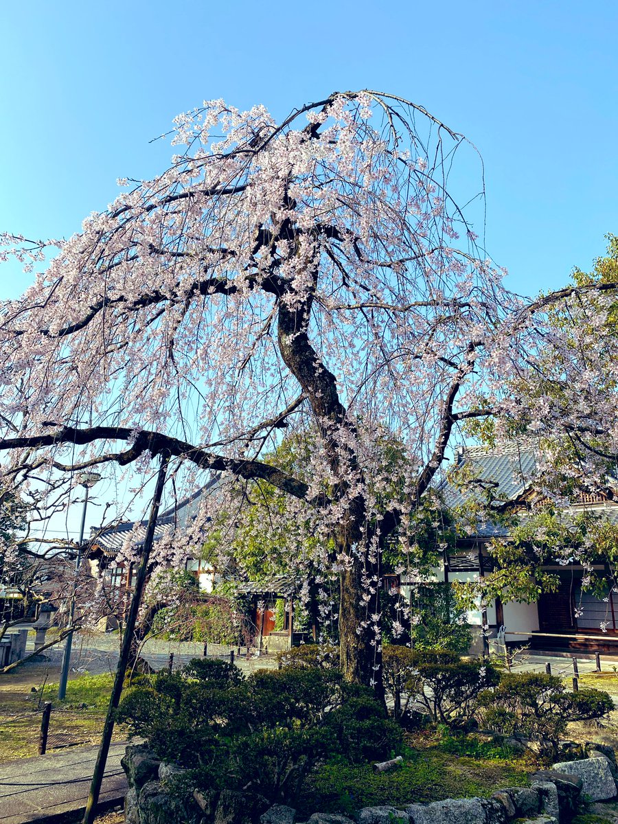 17_rinrin's tweet photo. 京都🌸上品蓮台寺🏯
(じょうぼんれんだいじ) https://t.co/L5j2Sd3ANk