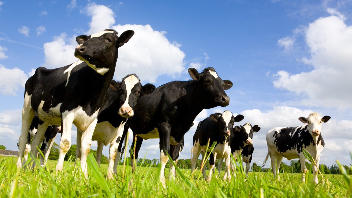 In response to the USDA confirmation of highly pathogenic avian influenza (HPAI) in dairy cattle in four states, the TN State Veterinarian has ordered a movement restriction on dairy cattle coming to Tennessee from the affected premises. tn.gov/agriculture/ne…