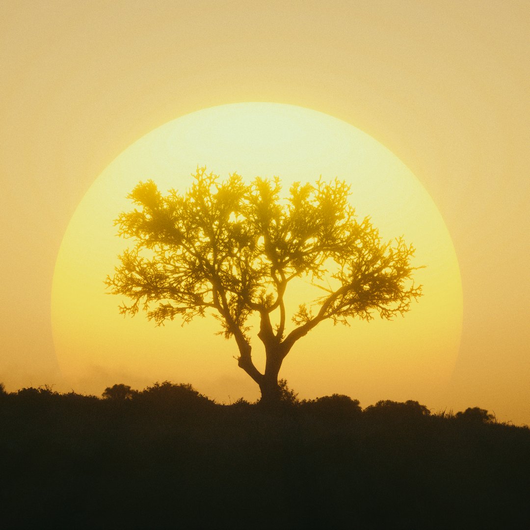 Hary1495g's tweet image. Red Dead Redemption 2-Respite

#RedDeadRedemption2 #RDR2