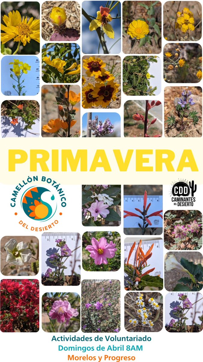 Esta #Primavera así se ven las flores del Camellón Botánico. Acompáñanos a las actividades de voluntariado los Domingos de Abril a las 8AM y únete al grupo de Whatsapp para estar al tanto de ésta y otras actividades. bit.ly/3S6U2Pb