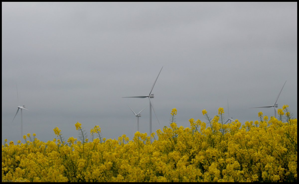 Sarthe V'la le printemps ! #Vivoin #Sarthe #laSarthe #sarthetourisme #labellesarthe #labelsarthe #Maine #paysdelaloire #paysage #nature #campagne #rural #ruralité #gondard #route #road #OnTheRoadAgain #graphique #fleur #colza