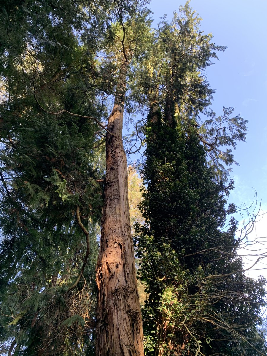 very tall #trees @ Hillsborough Castle @thicktrunktuesday #tree @Treepeople @greenisamission @treeday @treelinedlanes #NaturePhotography #NorthernIreland #NatureLover #woods #woodlands #irelandoflegendandlore #nature @arborsmarty @keeper_of_books #photo