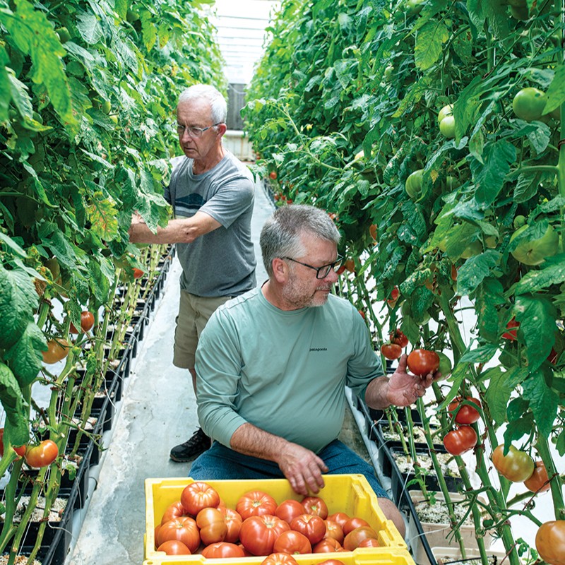 There are many different types of hydroponic growing methods but one of the simplest is deep water culture. Read more about Hydroponics and John Skarie’s tomato plants in the latest edition of Land & Life, or on our website! fbmn.org/Article/Water-…
