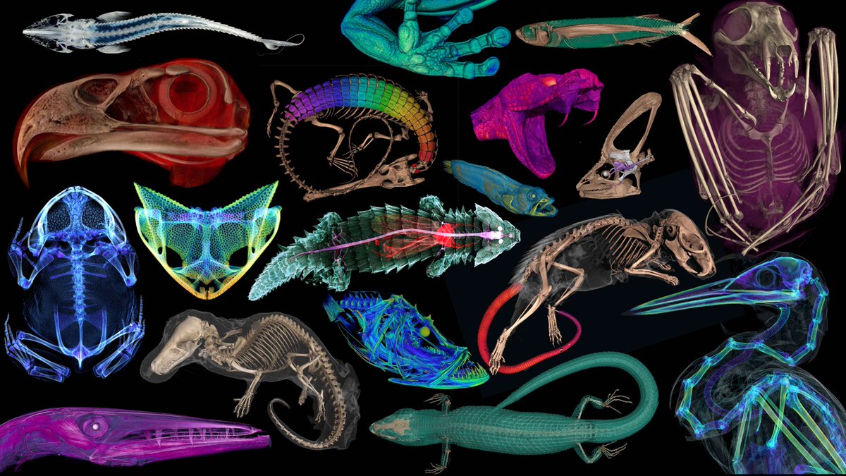 Thanks to Noé de la Sancha of @depaulcsh and fellow scientists, CT scans of 13,000+ animal species are now available to the public, students, educators and researchers around the world for free online: ow.ly/bGql50R5HxV