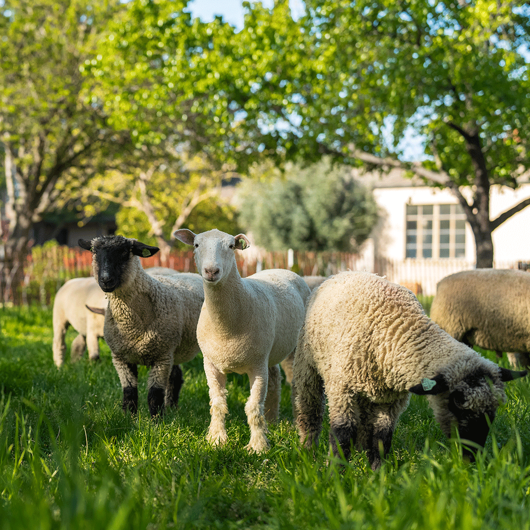 They’re baaack! Come check out the #UCDavis @sheepmowers as they graze & amaze outside of Wickson Hall this Wed-Fri from 9:30 a.m. to 3 p.m. Don’t miss this “ewe-nique” experience to watch these cute eco-friendly landscapers chow down on the greenery!