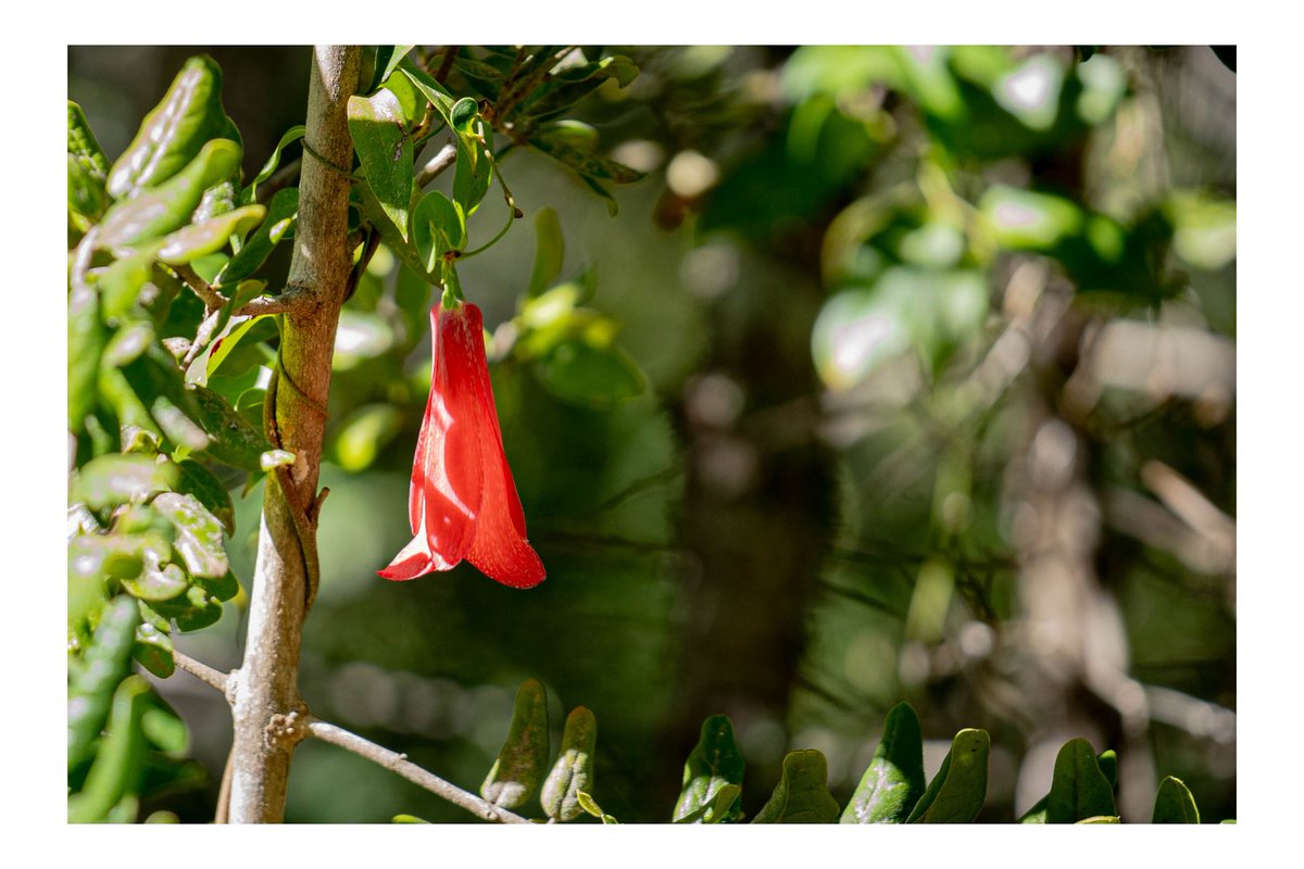 Lapageria Rosea 📸 #photooftheday #photography #photo  #follow #likesforlike #like #fotonaturaleza #chile #surdechile #sony #sonyalpha