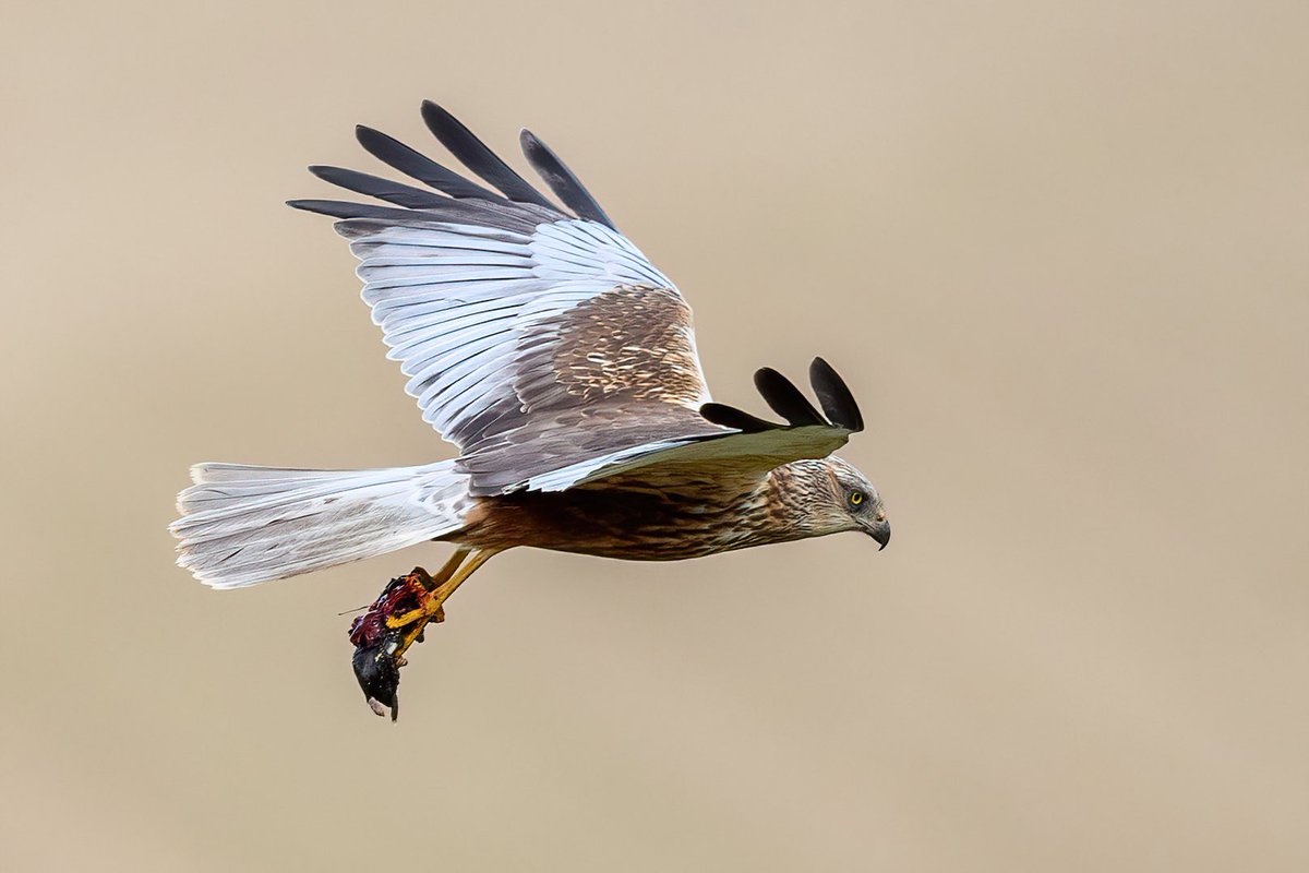 Anyone looking for a mole catcher? Wouldn’t ever have thought of a Marsh harrier! #marshharrier #harrier #raptor #birdofprey #Norfolk #Springwatch #BBCWildlifePOTD #molecatcher #wildlifephotography