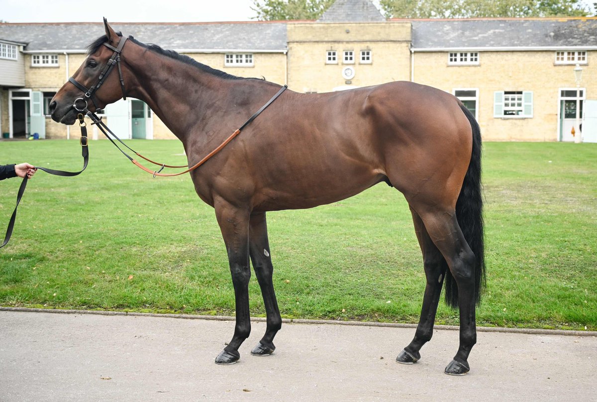 ZIRYAB is entered for his inaugural race in Australia this upcoming Friday at Cranbourne 🇦🇺

Having already secured a victory on the turf at Leicester in the UK, this offspring of Kingman is ready to make his first appearance under @cmaherracing 

#GlobalThoroughbreds