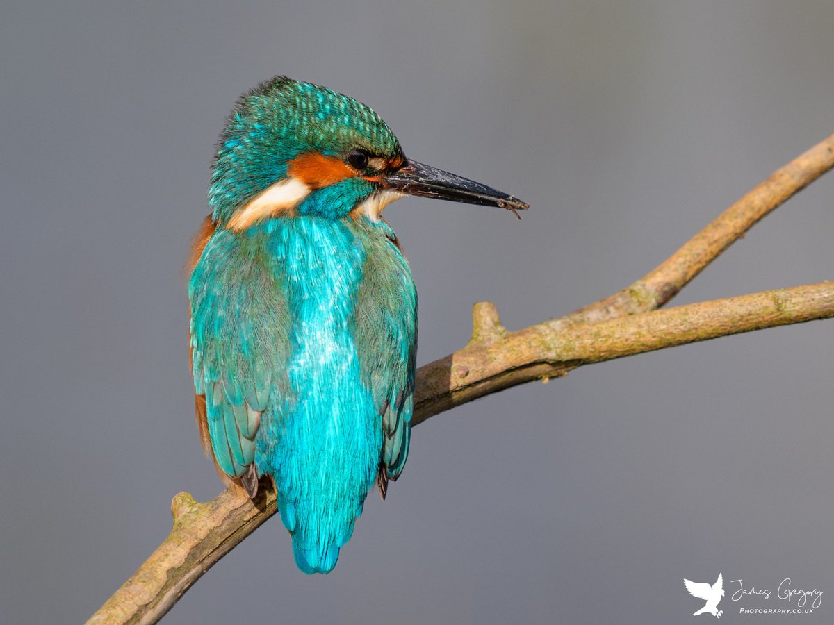 Common Kingfisher (Male) Tophill Low Nature Reserve Uk #SonyAlpha #BirdsSeenIn2024 #thebritishwildlife #TwitterNatureCommunity @Natures_Voice