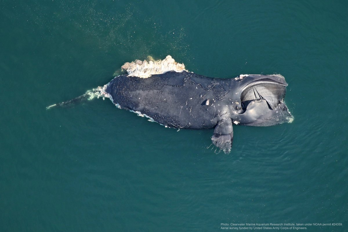 Tragic news: Today @NOAAFisheries announced the death of the female North Atlantic right whale #1950. NOAA has called upon several agencies along the east coast, including IFAW, to assist in the necropsy effort which is being coordinated by NOAA and @VAAquarium.