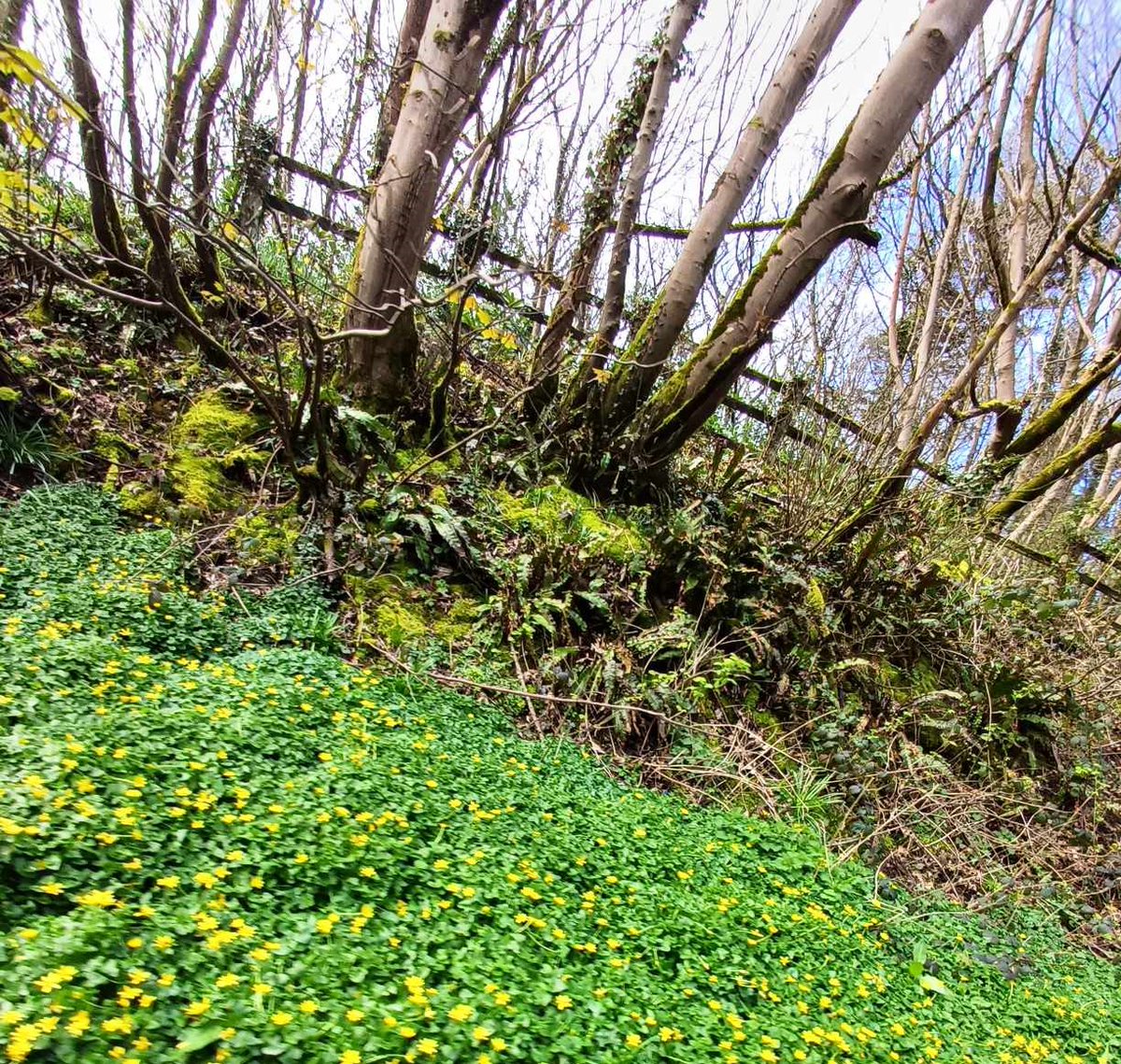 Mae'n flwyddyn dda i Lygad Ebrill eleni. Maen nhw'n leinio'r A5 o amgylch Penrhos.  Wal felyn mewn undod, gan ddiogelu ein gwarchodfa natur hyfryd ar gyfer y gymuned. #AchubPenrhos #YnysMon