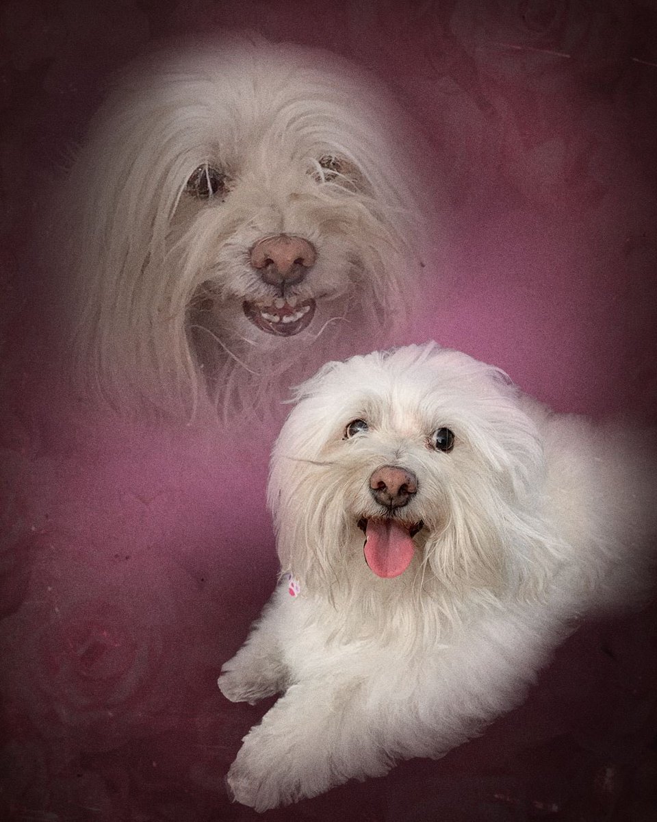phancytr's tweet photo. Hola! acabo de abrir comisiones de este tipo de retratos para sus mascotas preciosxs ❤️ pronto me tienen que operar y necesito costear la cirugía😋

Cada foto está en $200 pesos. Si requieren alguna edición diferente o customizada el precio subiría un poquis.

‼️Sólo mascotas‼️ https://t.co/5Mvm6sgCsU