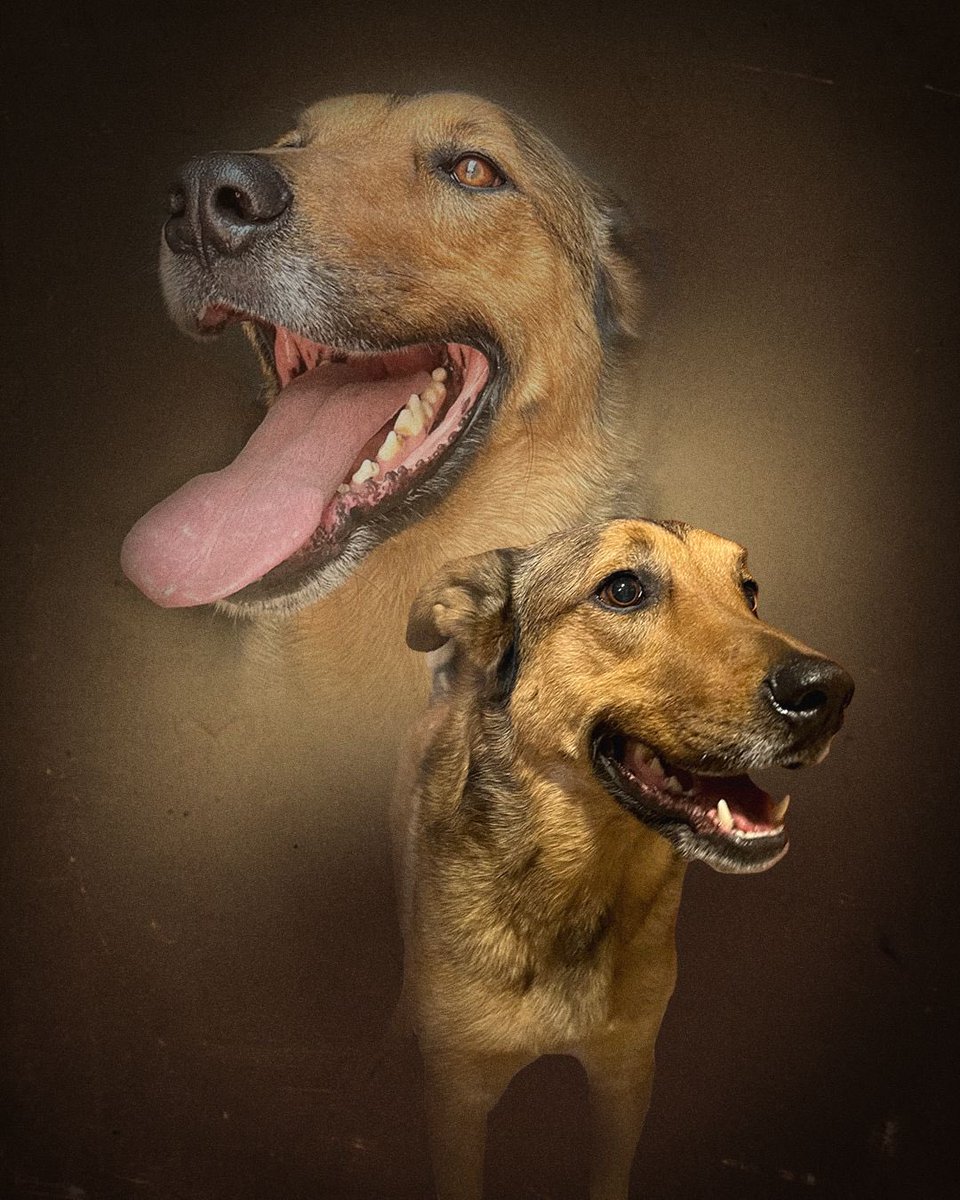 phancytr's tweet photo. Hola! acabo de abrir comisiones de este tipo de retratos para sus mascotas preciosxs ❤️ pronto me tienen que operar y necesito costear la cirugía😋

Cada foto está en $200 pesos. Si requieren alguna edición diferente o customizada el precio subiría un poquis.

‼️Sólo mascotas‼️ https://t.co/5Mvm6sgCsU