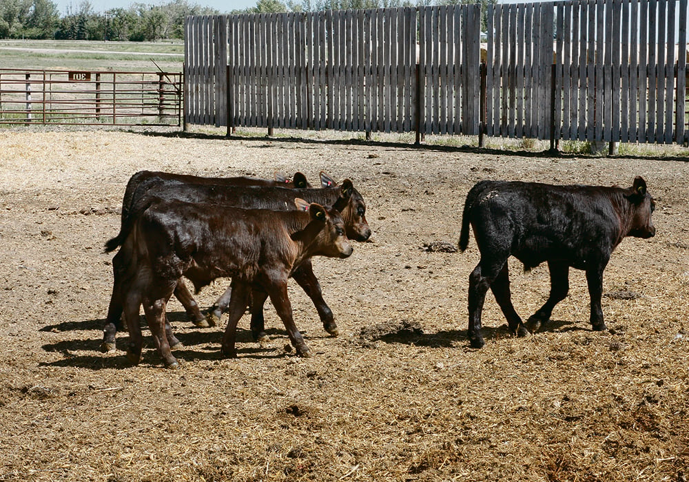 In his latest column with @WesternProducer, Dr. John Campbell discusses a #WCVM study on using multiple bovine coronavirus vaccine delivery methods to analyze antibody levels in calves. Read: ow.ly/SAES50R6XQu @SaskCattlemens @ManitobaBeef @SK_StockGrowers @BeefResearch