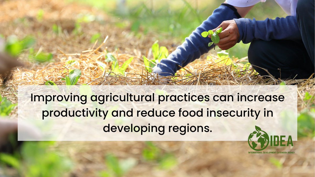Better farming = less hunger. 🌾 Improving agricultural practices boosts productivity & slashes food insecurity in the developing world. IDEA is here to guide farmers and partner with INGOs to make this change happen. Join us. #EndHunger #AgriculturalInnovation #foodsecurity