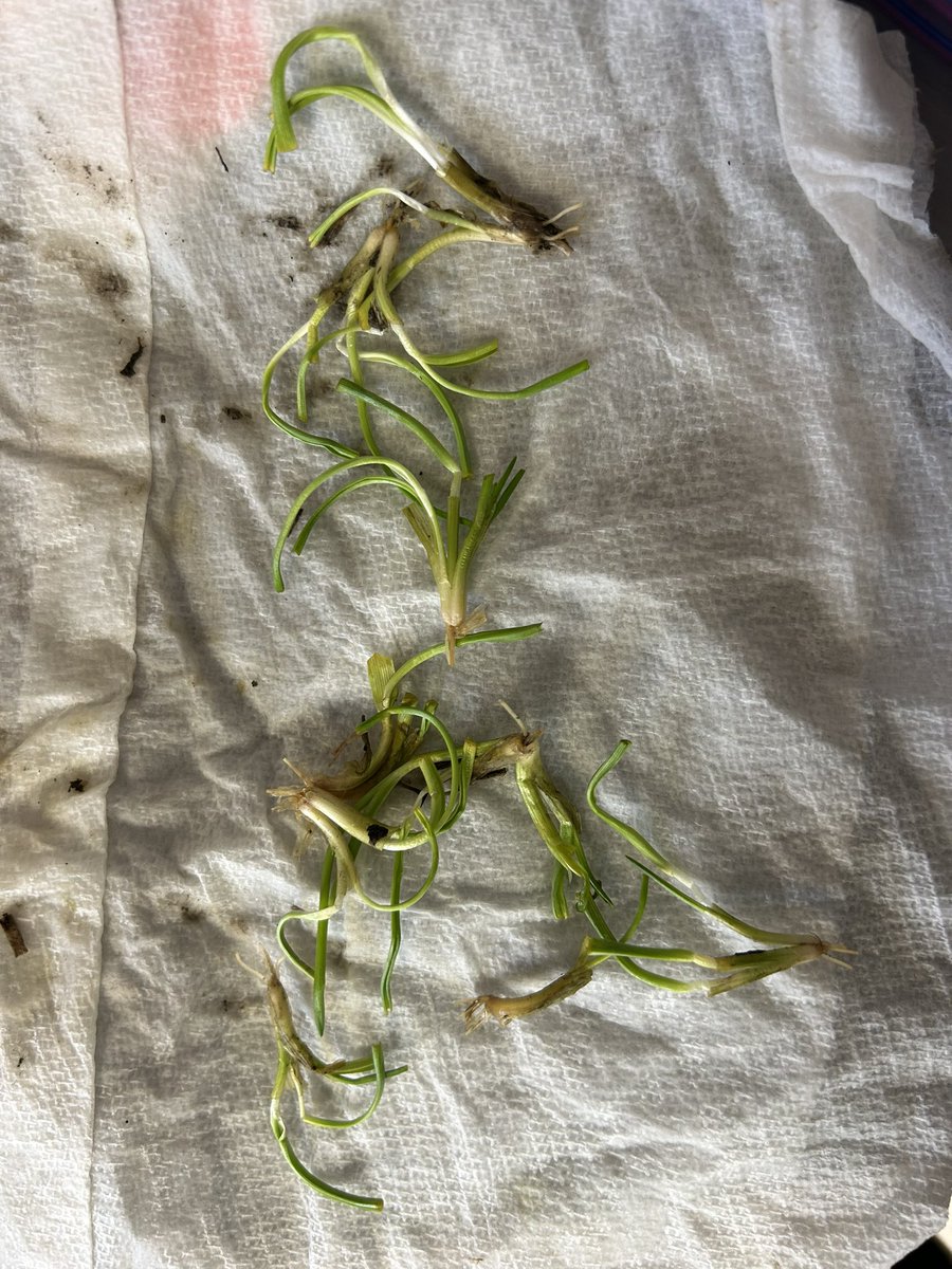 Rutherford Farms tweet media