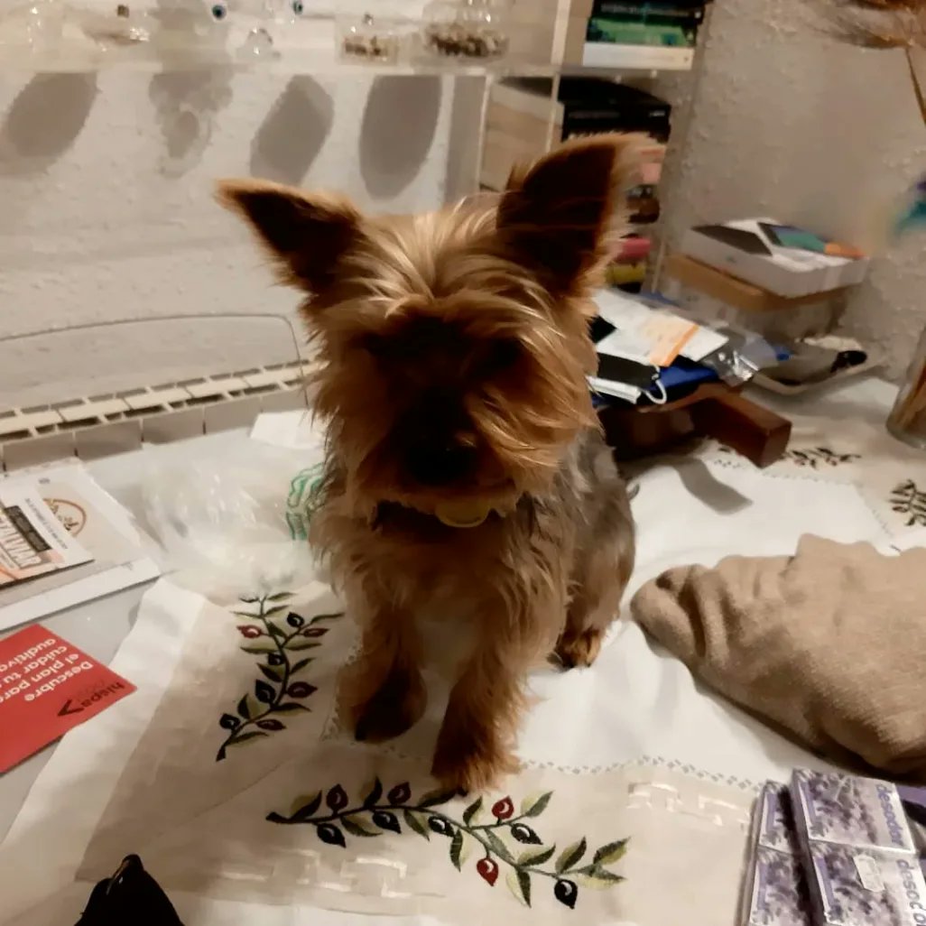 MauriMolins's tweet photo. @ElMinarca LIA, kisse, WELSI, niña, són los nombres de mis perrita, Au que ahora solo tengo a lia https://t.co/ie4ICaqK2a