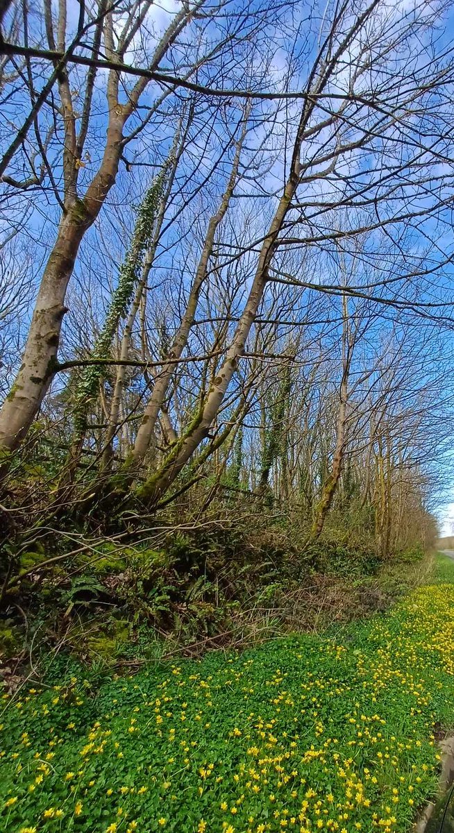 The lesser celandines are out in force this year both in Penrhos and on the A5 verges surrounding the forest. Like a yellow wall in solidarity, protecting our beautiful nature reserve for the community. In Welsh, lesser celandines are called Llygad Ebrill - April eyes. Eyes that