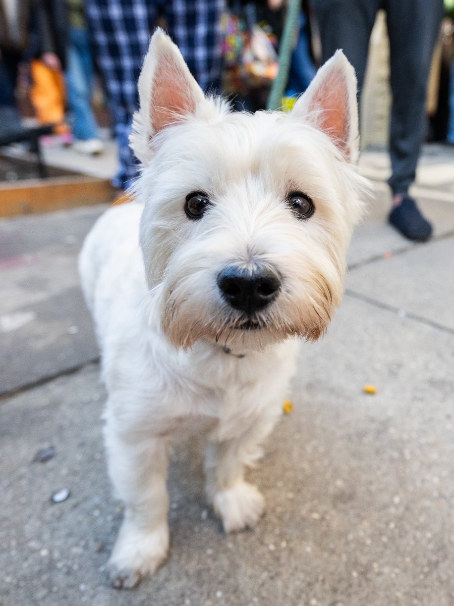 Toaster, West Highland White Terrier (8 y/o), 7th & 1st Ave., New York, NY • During the pandemic, we had a rat come out of our toilet. I threw Toaster in there, and he mortally wounded the rat. I put the cat in there too, and the cat was like, eh, no. Toaster came through.”