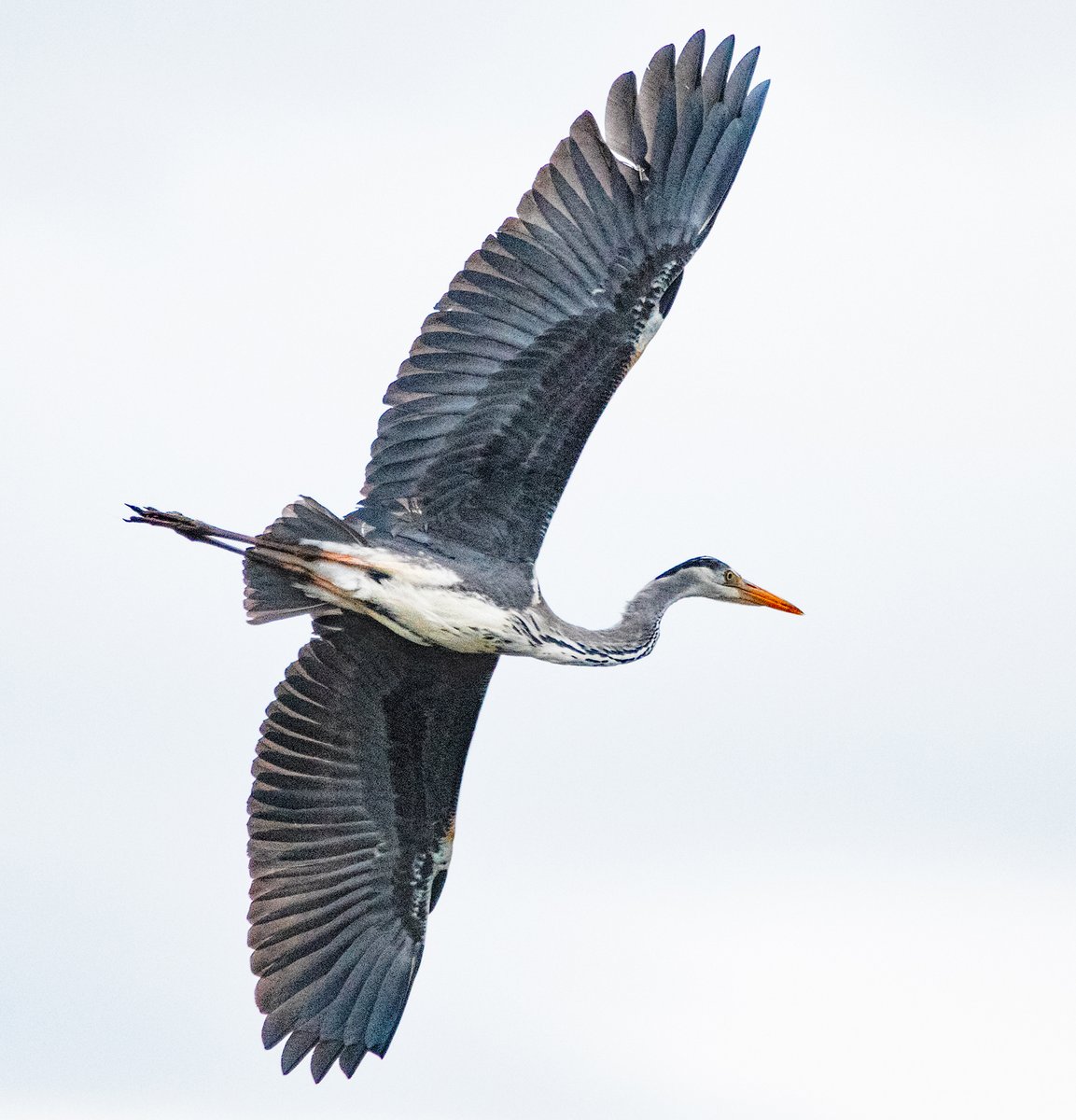 A Grey heron being mobbed by Black-headed gulls at Venus Pool nature reserve today. #Shropshire #Photogrpahy #Nature #Birds