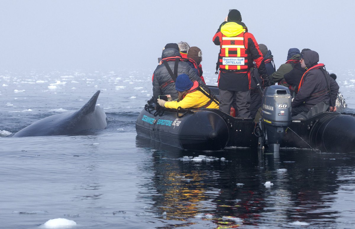 @OceanwideExp Close encounter with humpback whales from the zodiacs