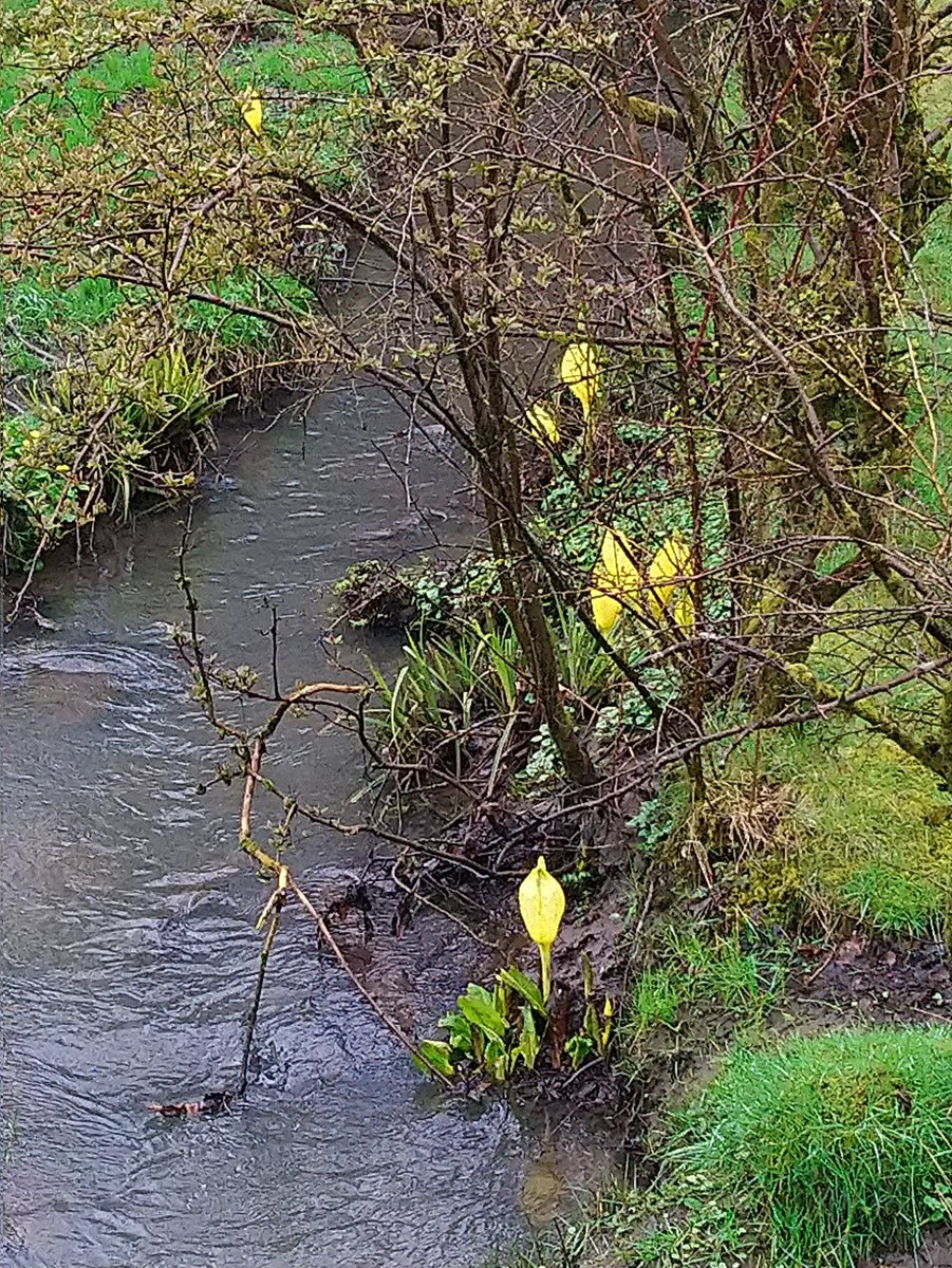 Anyone any good at identifying plants in the wild? What are these plants at the side of the burn in the photo?