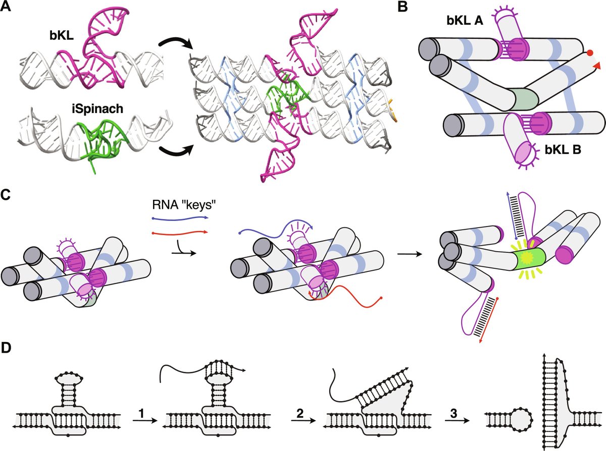 Check out the “Traptamer,” an RNA origami-based device that acts as a Boolean AND gate, unlocking the fluorescence of the trapped fluorescent aptamer iSpinach in response to the presence of two specific RNA key strands: bit.ly/4afCeYF