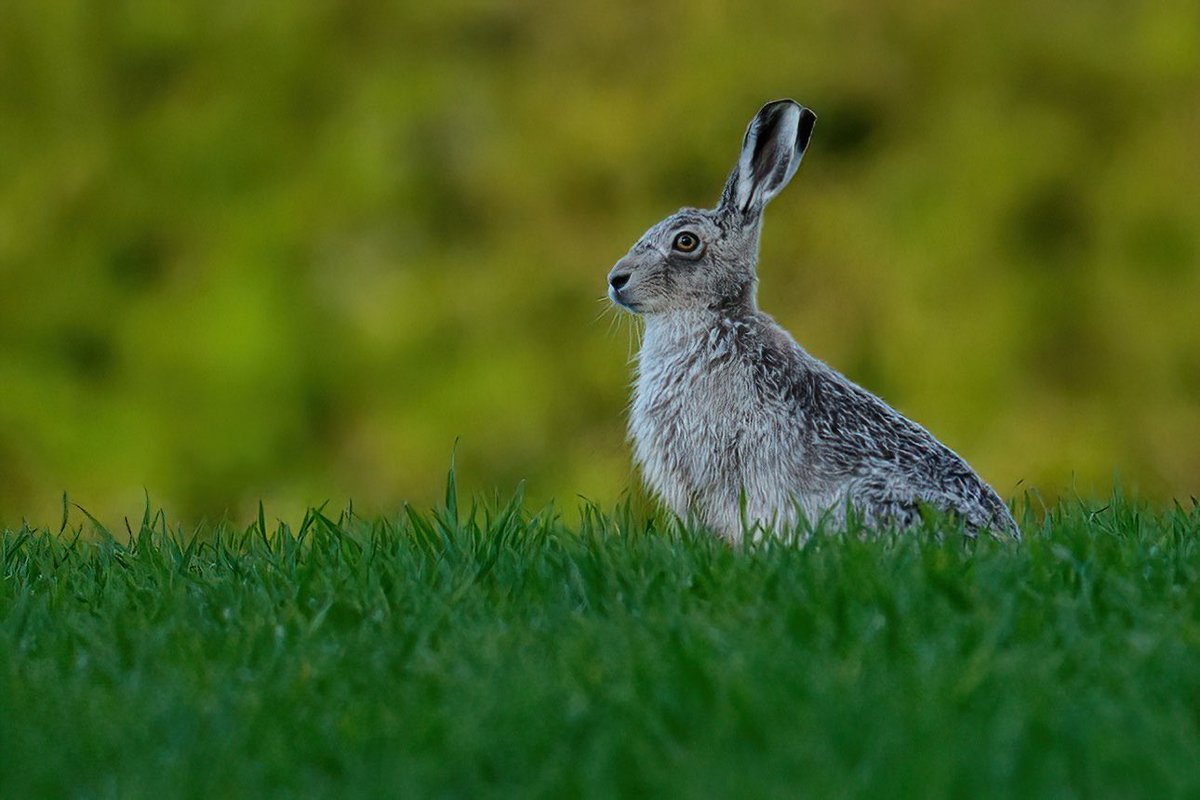 SW_PhotoNature's tweet photo. ‘Ghostly Grey’ was up for a portrait sitting yesterday…best side to the camera with a variety of backdrops! #Leucistic #hare #ghosthare #bluehare #BBCWildlifePOTD #Norfolk #Springwatch #wildlifephotography https://t.co/swiZl6gf6w