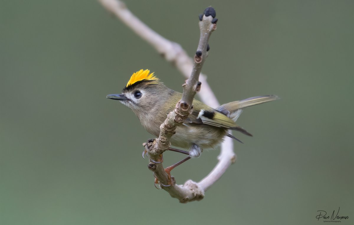 Dave Newman's Spherical Photography tweet media