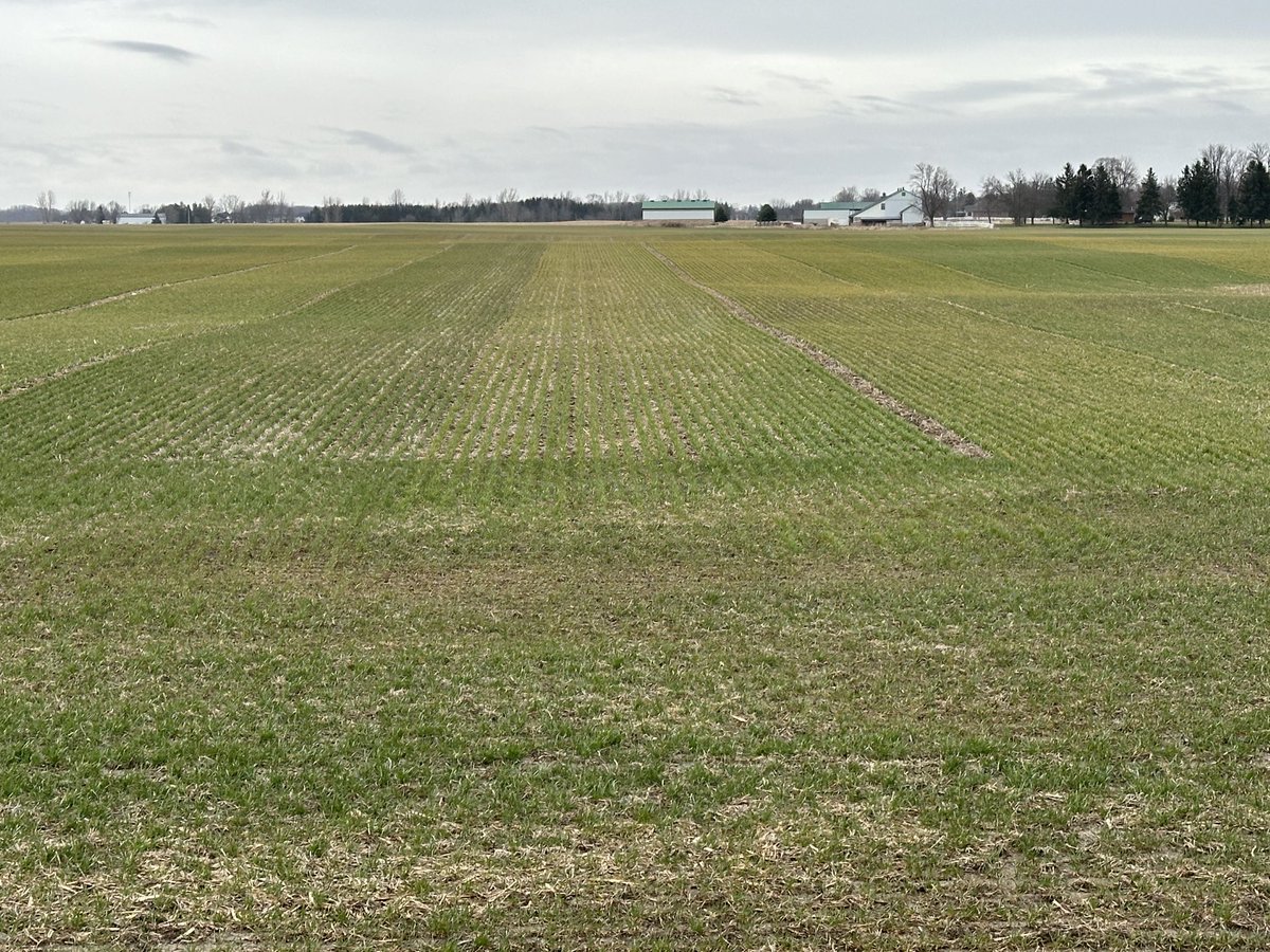 Huge differences in #wheat variety appearance coming out of winter.