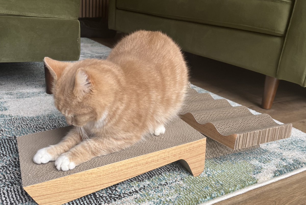 New scratcher day, absolutely love these. Great for sharpening my claws and creating a little mess for Hoomans to sweep up 😻🧡 #CatsOfX #adoptdontshop  #rescuecat #catlovers  #tunatuesday
