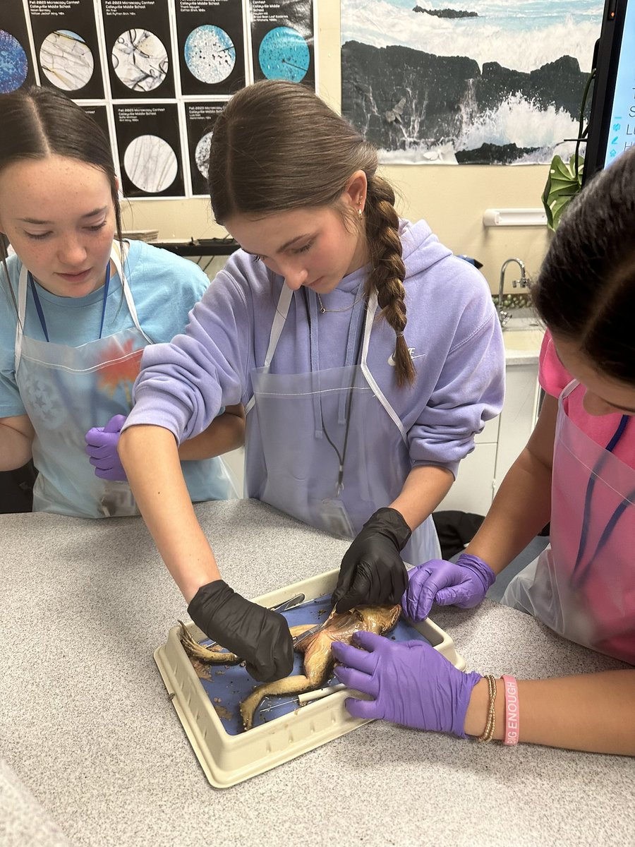 CmsColts's tweet photo. Today in biology, it's dissection day for our Colts! 🐸👩‍⚕️Students are identifying organs in frogs and fetal pigs, exploring comparative organ systems. Some of these future surgeons are honing their dissection techniques. #BiologyLab #DissectionDay https://t.co/vzTQuvQQAc