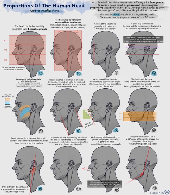 Head proportions guide 📐 