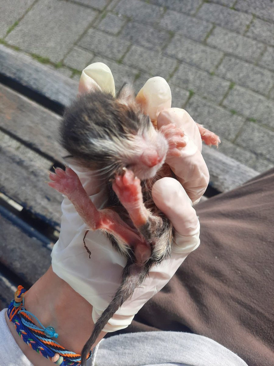 joeyjellybeanc's tweet photo. ANNELERİ ÖLMÜŞ ÜÇ YAVRUYA ACİL SÜT ANNE. DAHA GÖBEK BAĞLARI BİLE DURUYOR. MERDİVENKÖY GÖZTEPE. ÇOK ACİL ÇOK ÇOK ACİL LÜTFEN YAYALIM. İLETİŞİM @merventurkoglu https://t.co/0m0KFojEIb