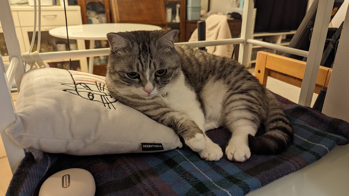 raycaku's tweet photo. ゲームモニター横の謎の専用スペースでくつろぐ猫様。おやつ上げたので静かなり https://t.co/qtgyxygb6E