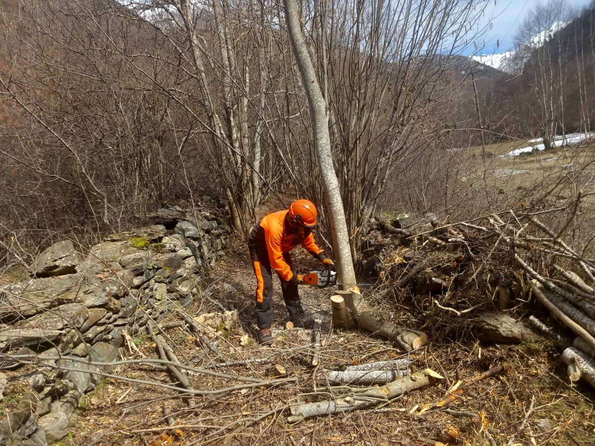 pnaltpirineu's tweet photo. Recuperem un tram del camí històric de #Tavascan a #Boavi a la Vall de Lladorre que estava cobert de vegetació, de forma que s'evita haver de passar per la pista forestal en aquest tram. Aquest tram passa pel costat de l'antiga #llobatera 🐺 de Guidal, que també s'ha desbrossat https://t.co/Xg4cYzTcsS