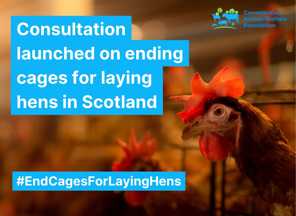 We are pleased to welcome the Consultation on ending cages for laying hens launched in Scotland today 🐔 We hope @DefraGovUK will follow suit with their own promised Call for Evidence on ending cages pledged more than two years ago …nservativeanimalwelfarefoundation.org/end-cages-for-…