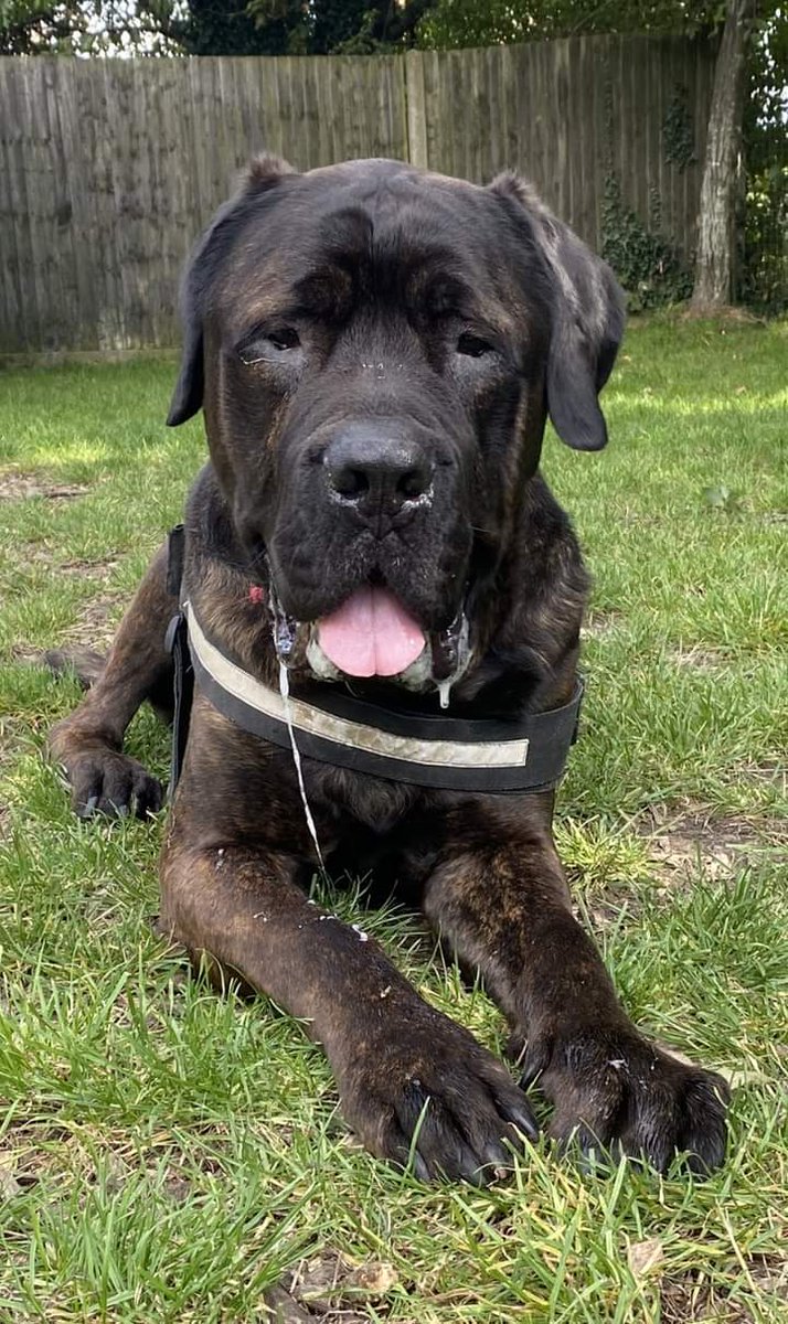 Can you help Big Moose find his forever home this #TongueOutTuesday As his name suggests he is a big boy weighing 60+kg. Despite his size he thinks he is a lap dog and likes to try and sit on you and loves nothing more than a cuddle with his human friends. rspcasolentbranch.org.uk/big-moose-2/