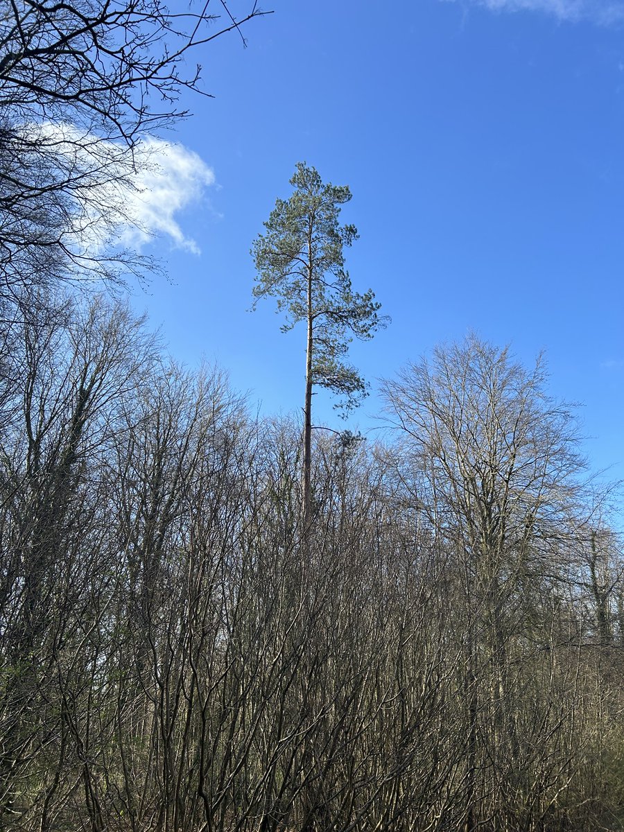 A top-heavy conifer is probably a… Pine tree. #howtoreadatree