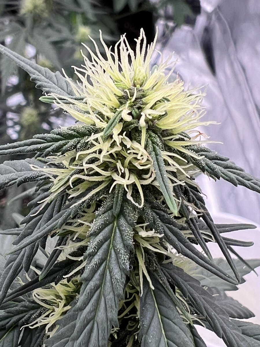 Sour kush auto in flower 💚 #Mmembervile #TeamHomegrow #Cannabiscomunity