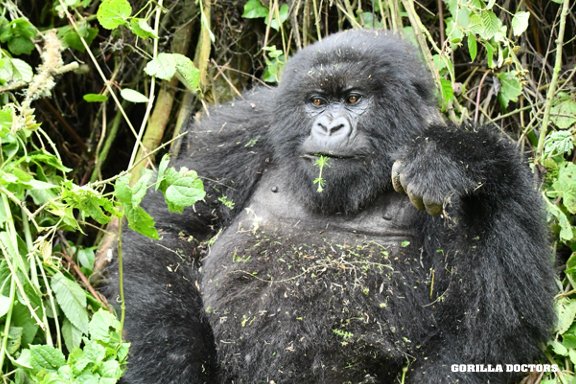 GorillaDoctors's tweet photo. MESSY EATER! ๐๐ฆ It's time for your caption ideas! What is this gorilla 'thinking'??? Keep it fun & light please. ๐ #nomnomnom #gorilladoctors #savingaspecies #healthyappetite #createacaption #mountaingorilla #wednesdaze #keepinggorillashealthy https://t.co/seYiV5epbe